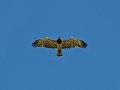 Buizerd 1