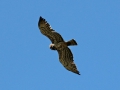 Buizerd 2