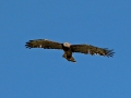 Buizerd 3