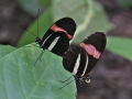 Heliconius Erato's - Geelband passiebloemvlinder (parend)