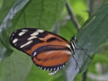 Heliconius Hecale passiebloemvlinder