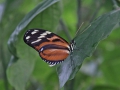 Heliconius Hecale passiebloemvlinder