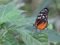 Heliconius Hecale passiebloemvlinder