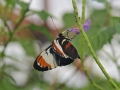 Heliconius Heurippa passiebloemvlinder