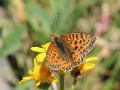 Grote Parelmoer Vlinder Etang de Laurenti 1