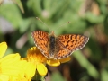 Grote Parelmoer Vlinder Etang de Laurenti 2