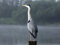 Reiger-s-Gravenzande-2024-website2